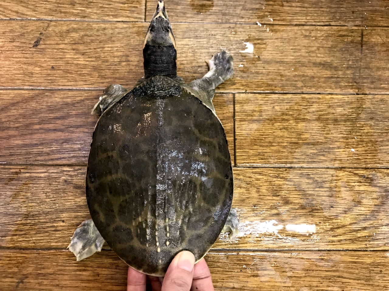 フロリダスッポン(1)