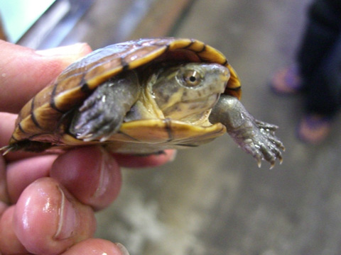 ゴツアシドロガメ(11)