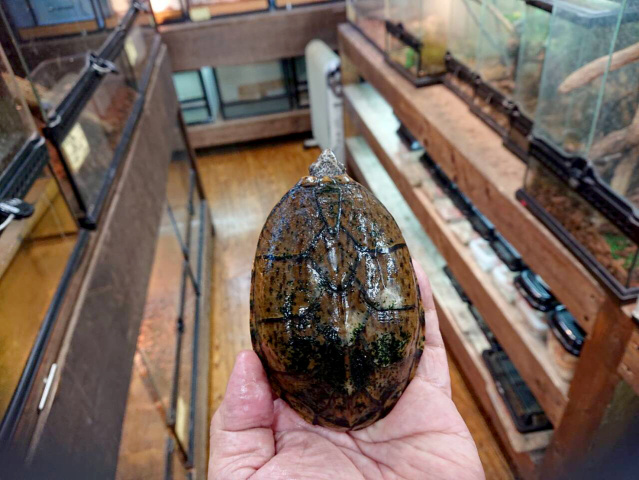 スジクビヒメニオイガメ