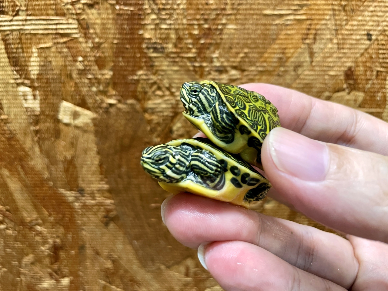 フロリダアカハラガメ(3)