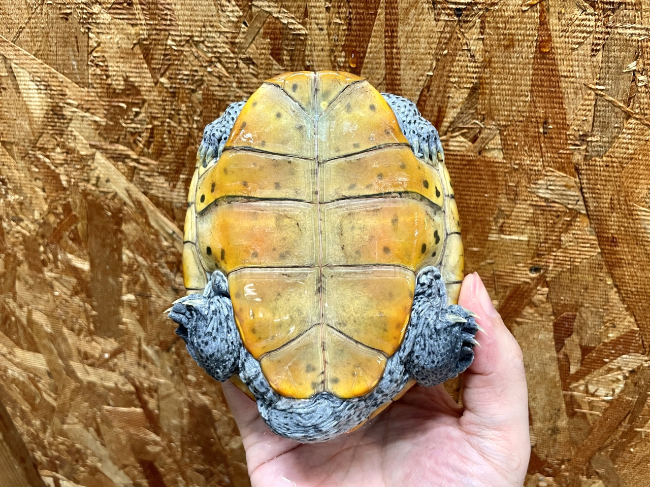 オルナータダイヤモンドバックテラピン(7)