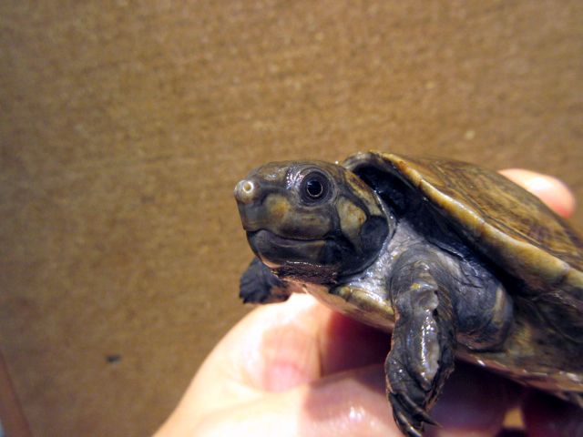 オオアタマヨコクビガメ(10)
