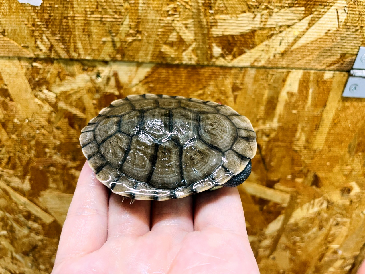 オーストラリアナガクビガメ(2)