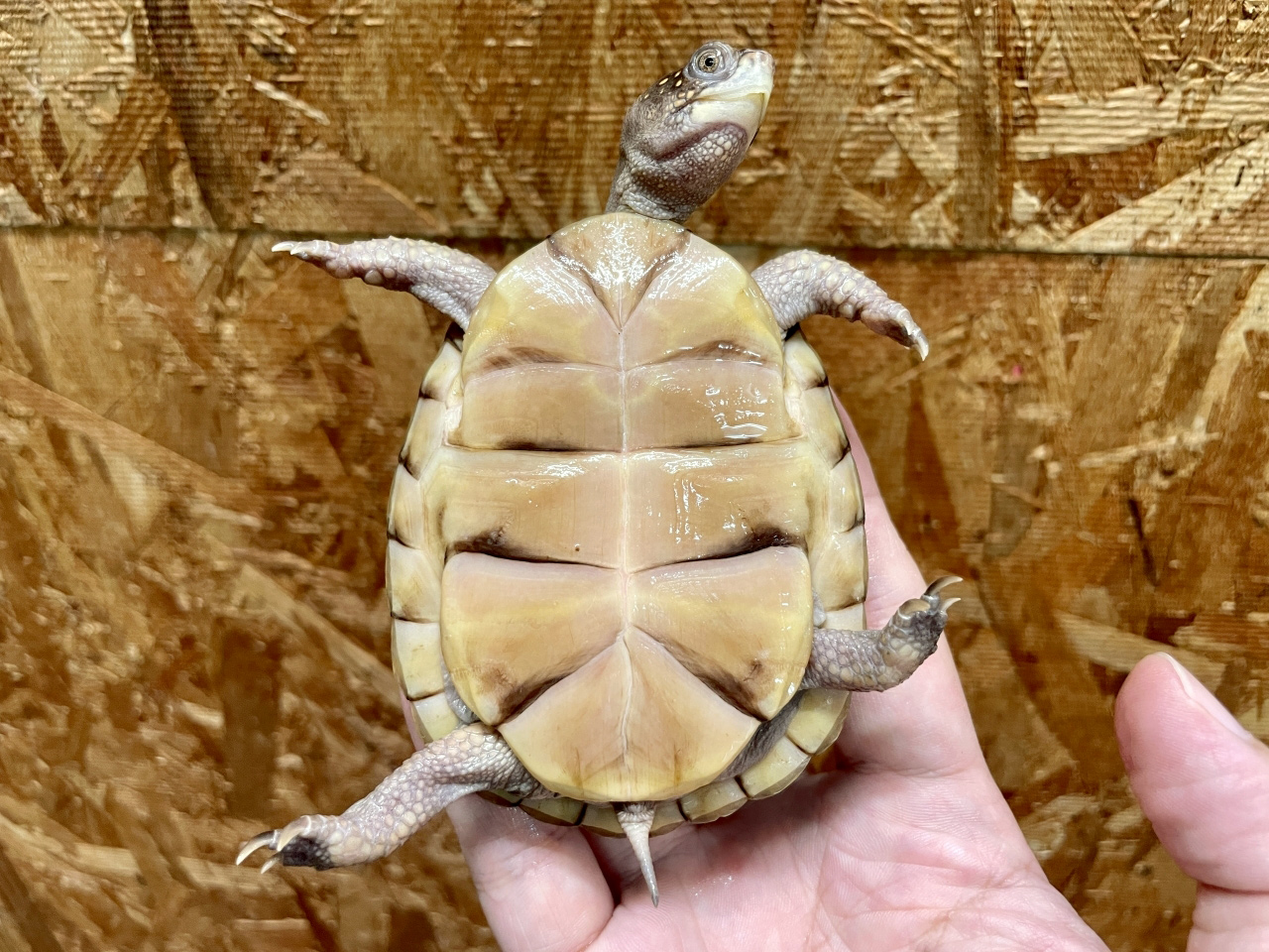 ミツユビハコガメ(4)