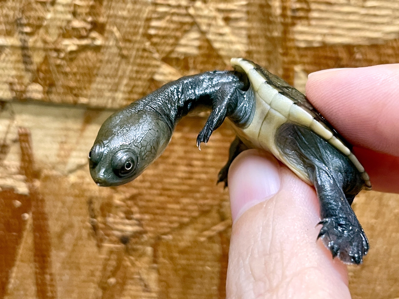 ジーベンロックナガクビガメ(11)