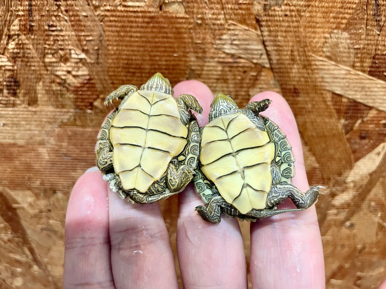 ヒラチズガメ(5)