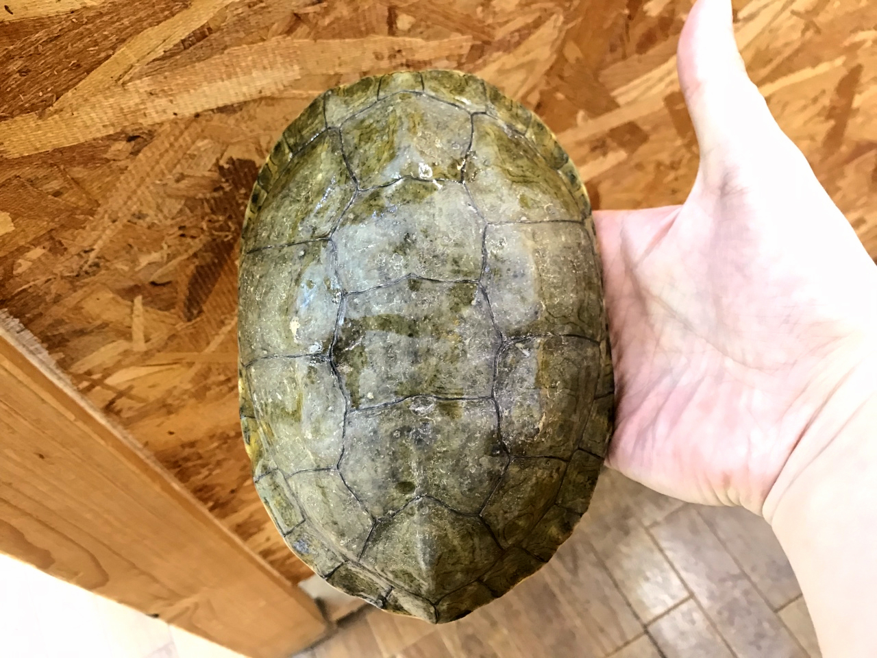 ギリシャイシガメ(1)