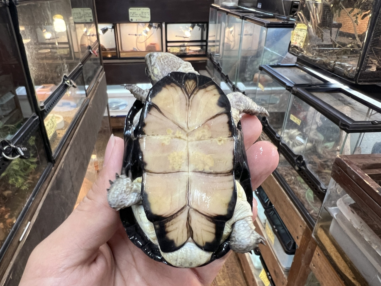 ヒメハコヨコクビガメ(9)