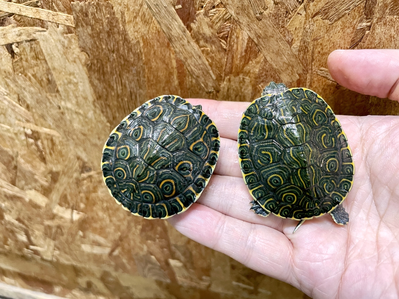 タバスコクジャクガメ(1)