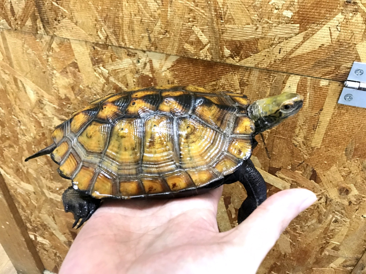 ニホンイシガメ(3)