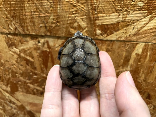 トウブドロガメ