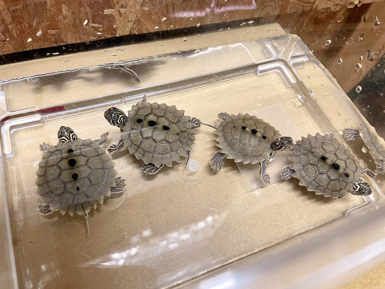 キタクロコブチズガメ(12)