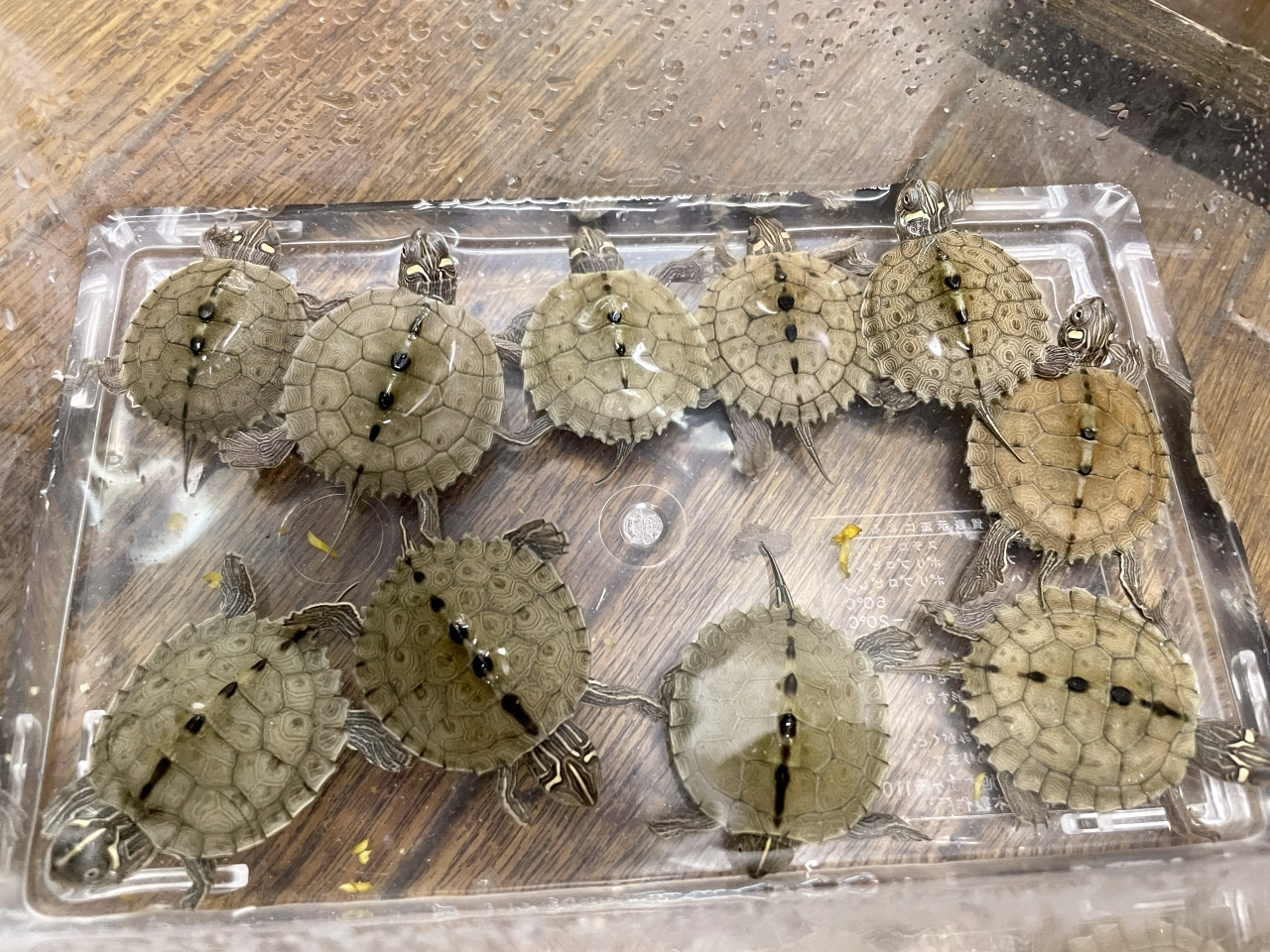 ハイイロチズガメ(9)