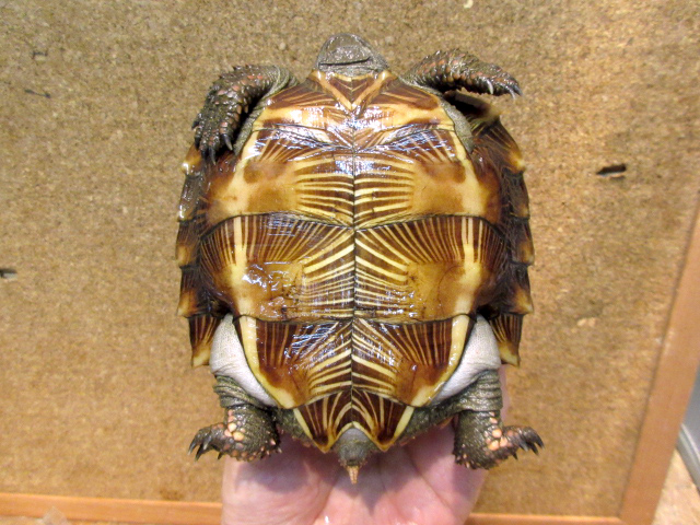 トゲヤマガメ(11)