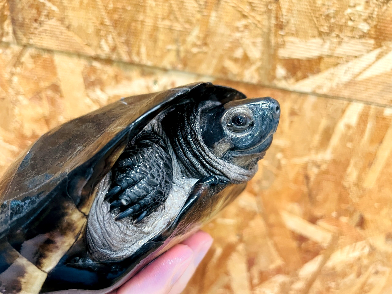 ホオジロクロガメ(12)