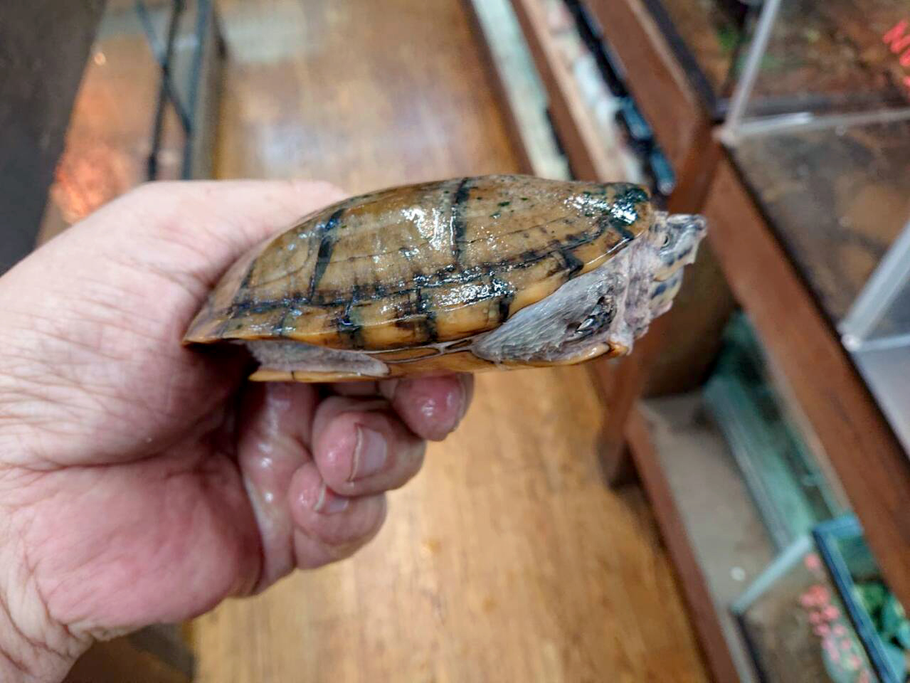 スジクビヒメニオイガメ(4)