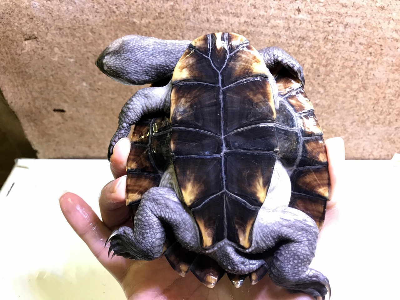 シロガオカブトガメ(5)