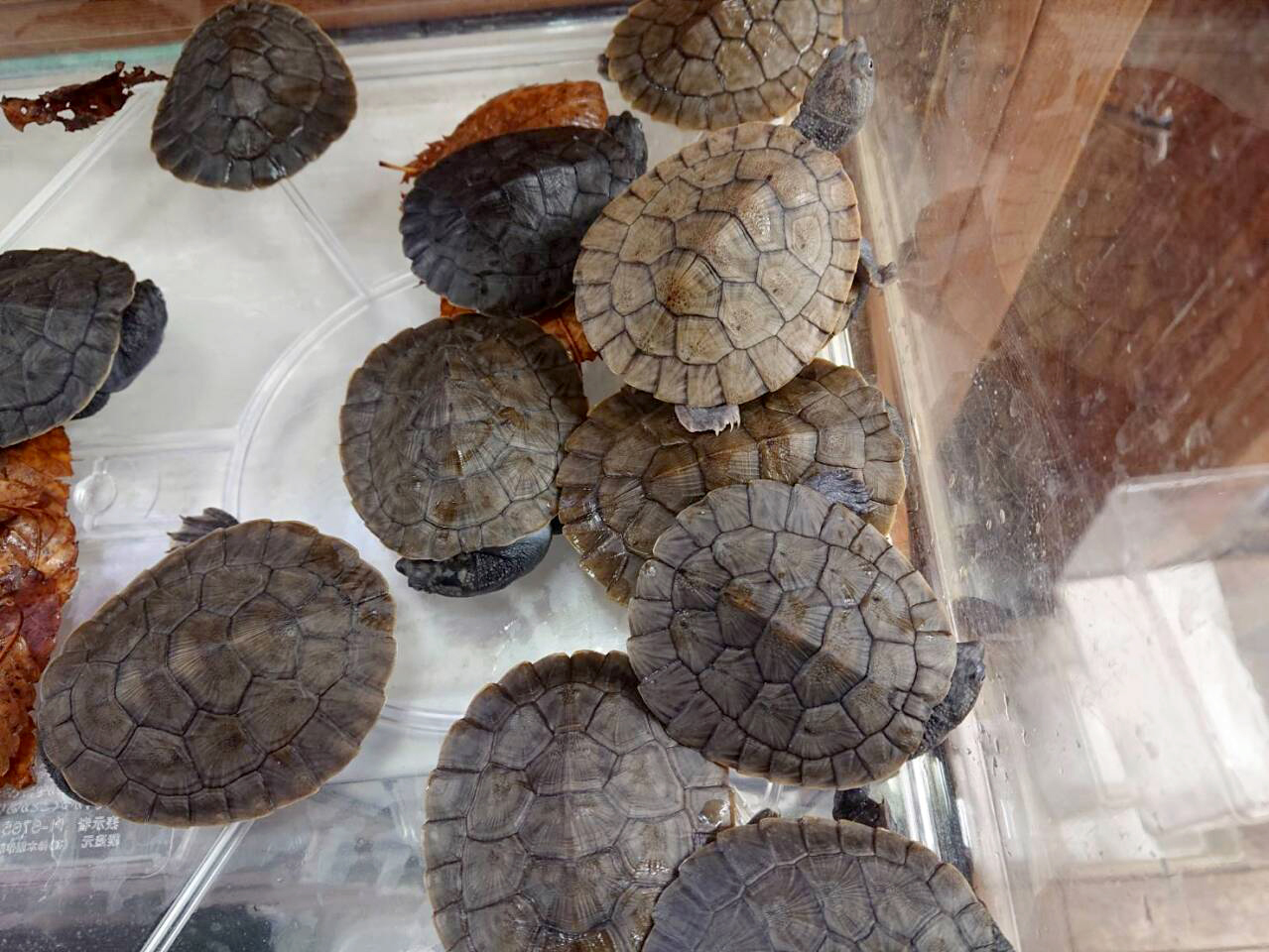 ニューギニアカブトガメ(4)