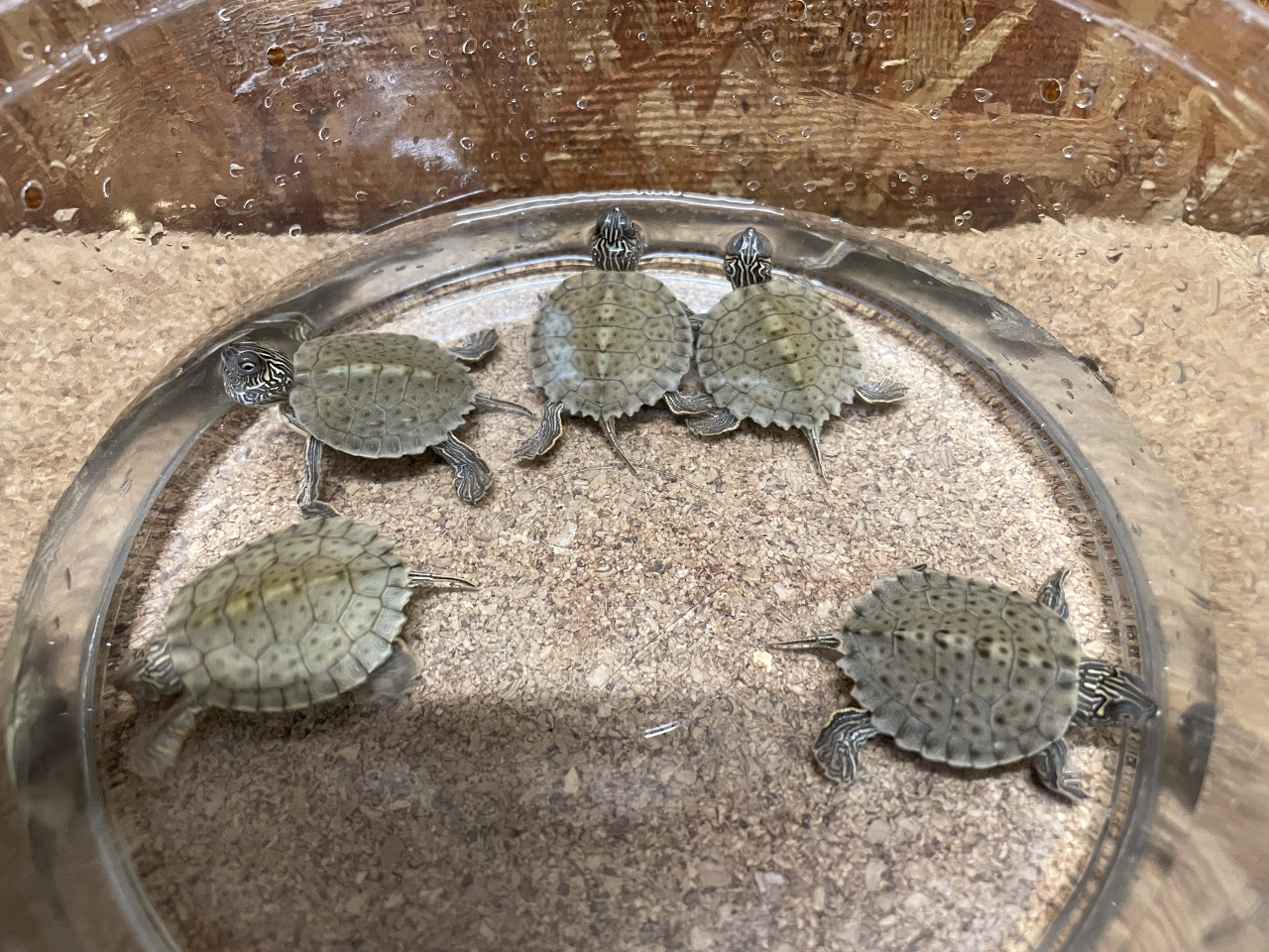 テキサスチズガメ(4)