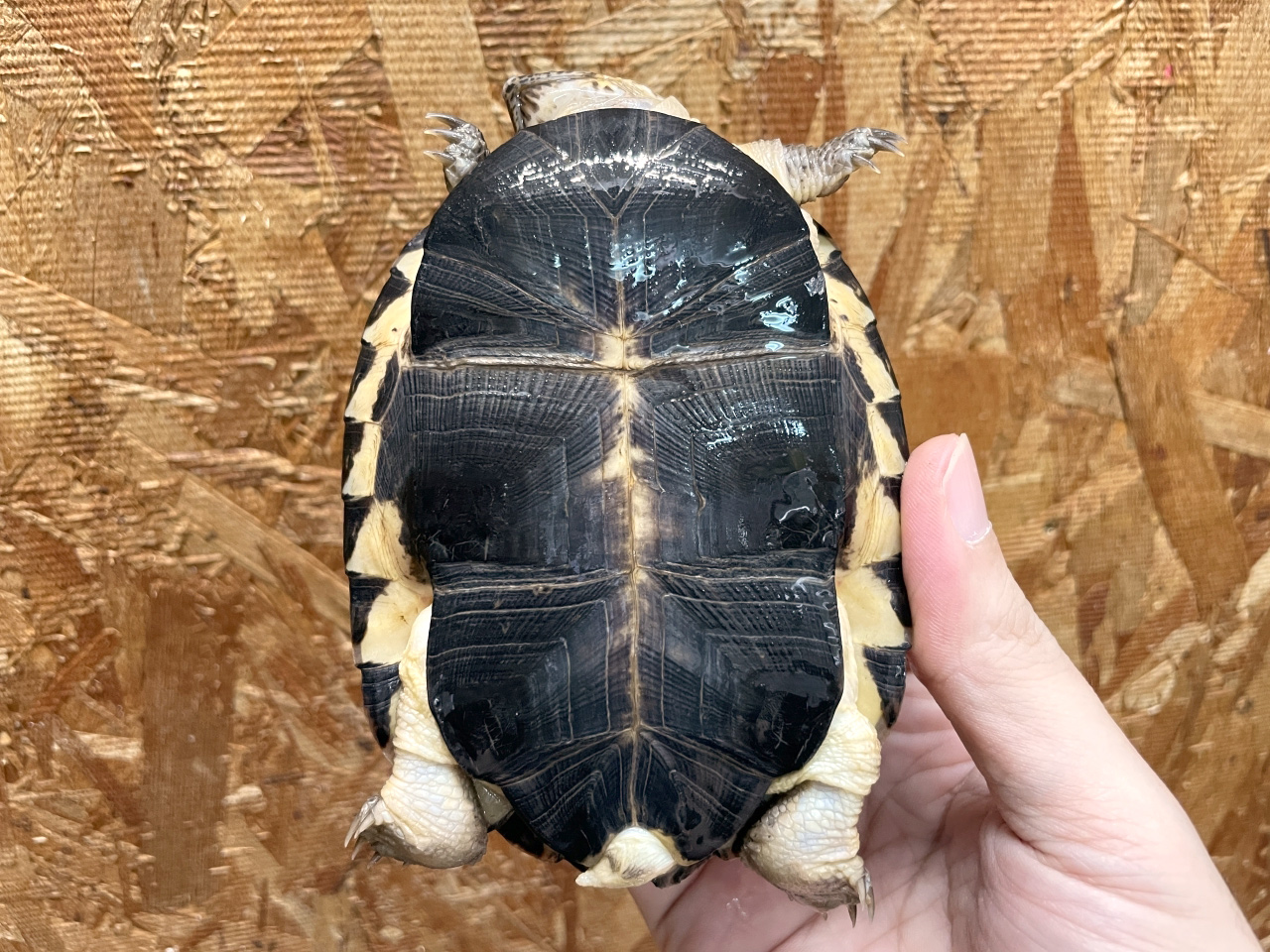 シロガオハコヨコクビガメ(12)