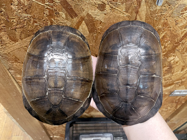 クリイロハコヨコクビガメ