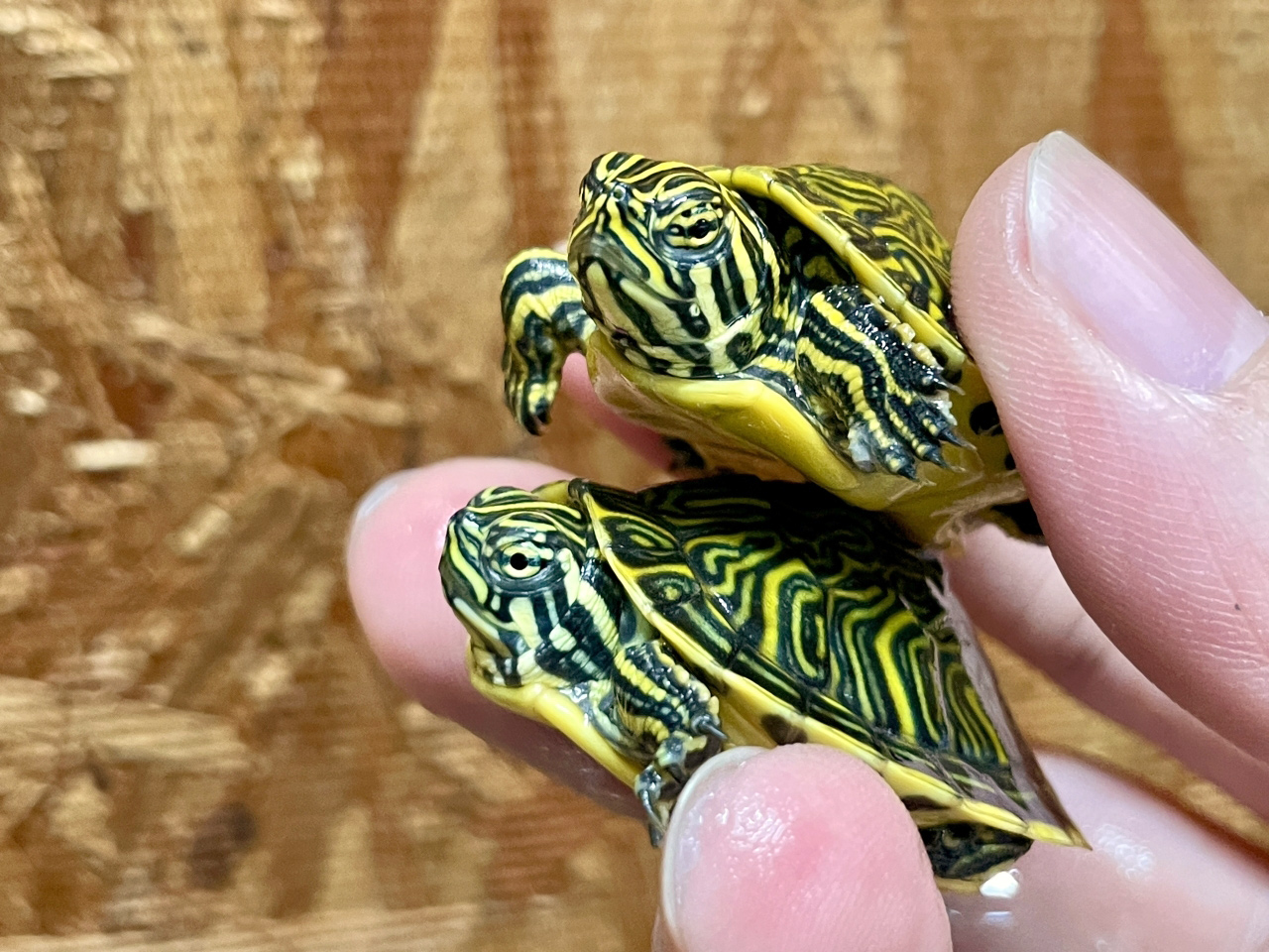 ペニンシュラクーター(2)