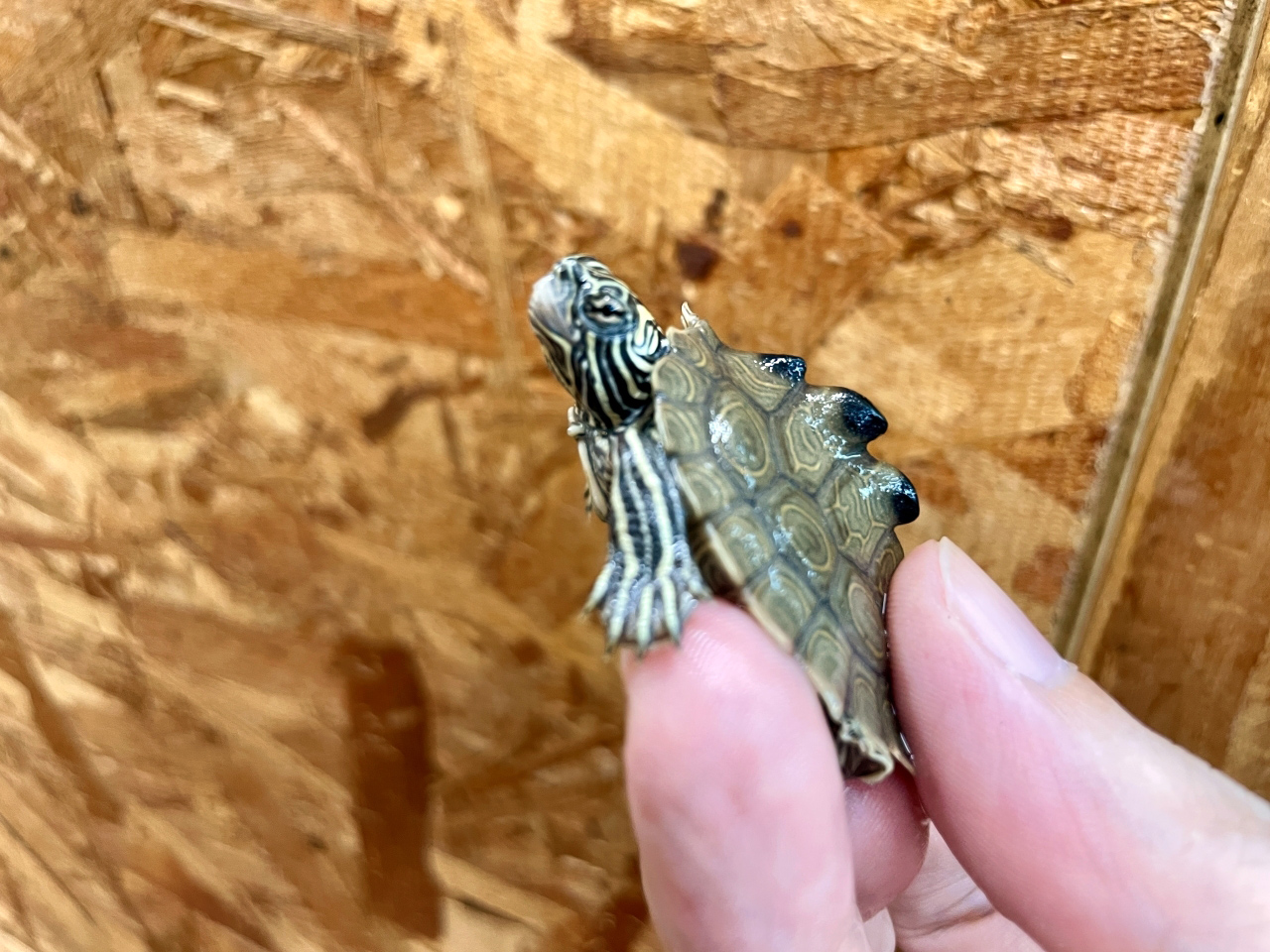 デルタクロコブチズガメ(3)