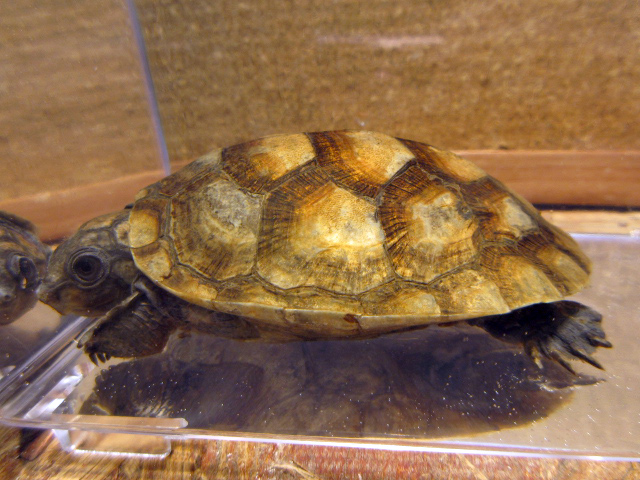 オオアタマヨコクビガメ(6)