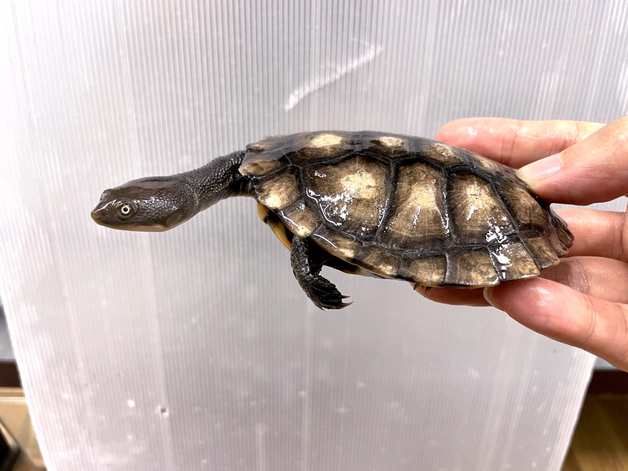 オーストラリアナガクビガメ(5)