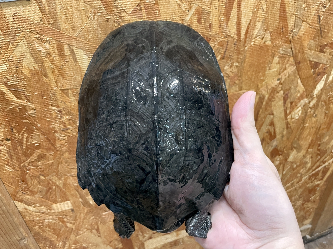 ホオジロクロガメ(2)