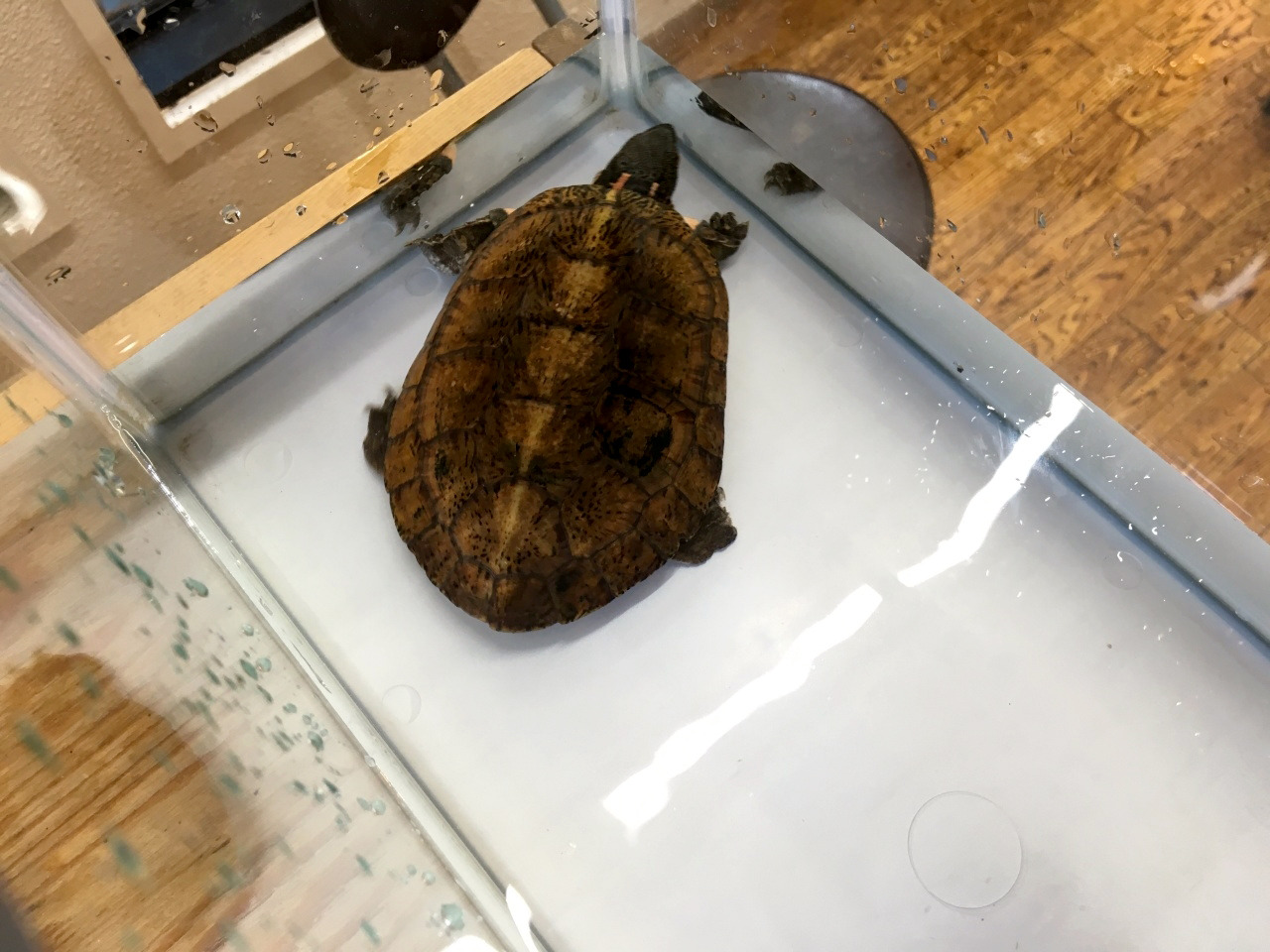 ジャノメイシガメ(7)