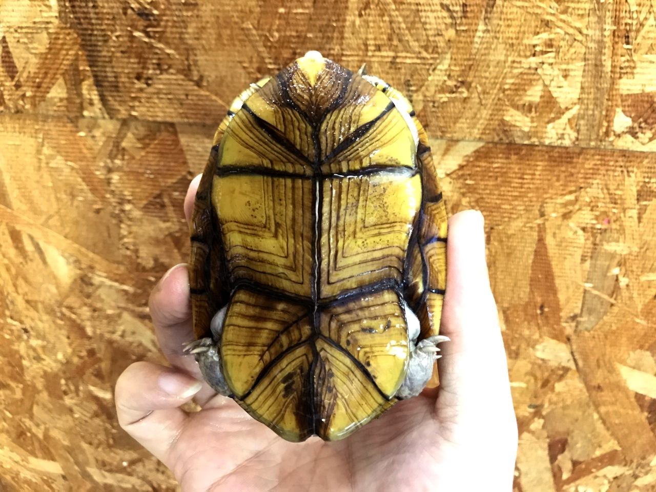 アラモスドロガメ(4)