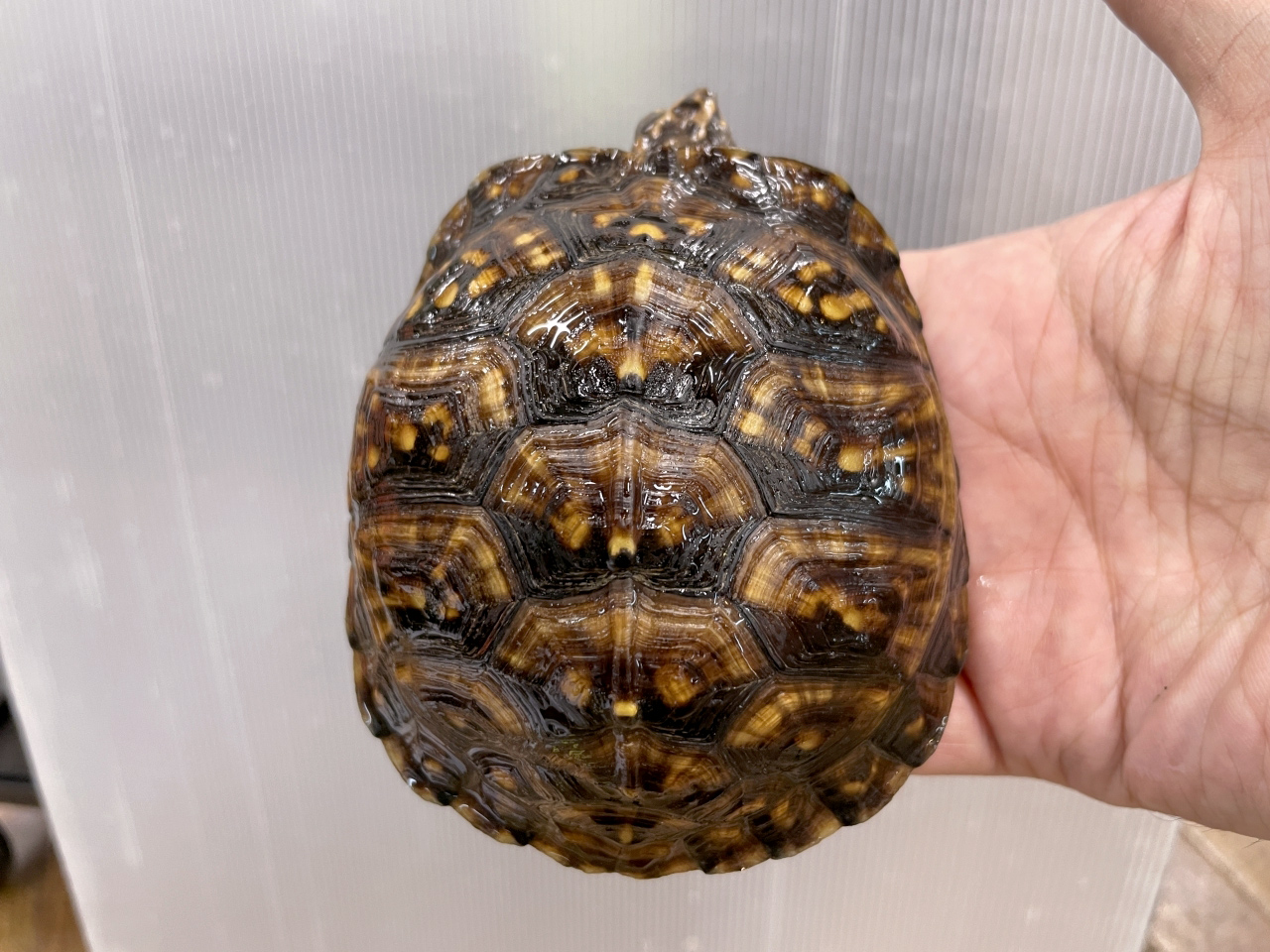 トウブハコガメ(5)