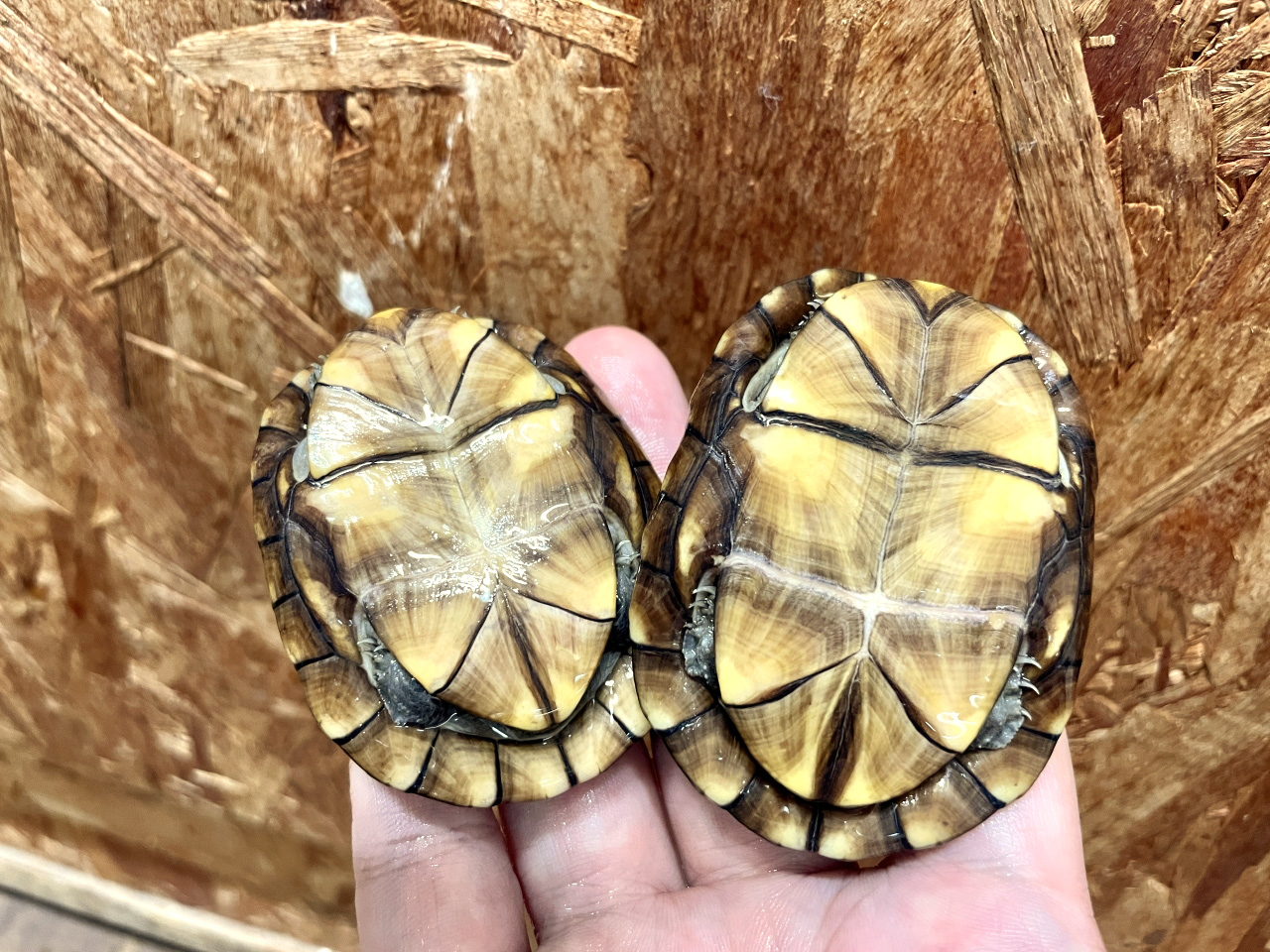 ホオアカドロガメ(9)