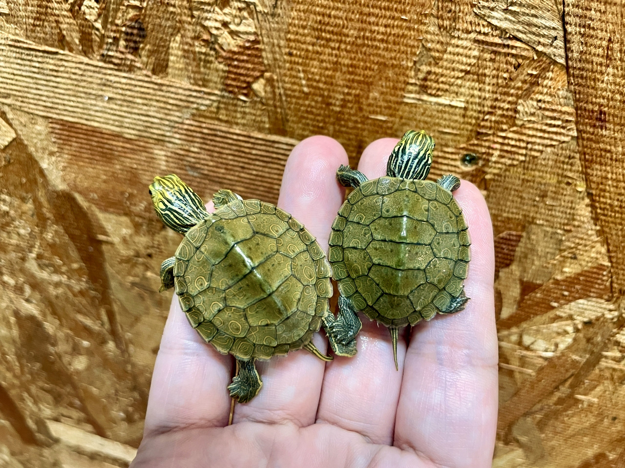 ヒラチズガメ(3)