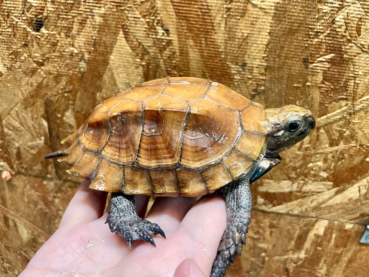 ムオヒラセガメ(12)