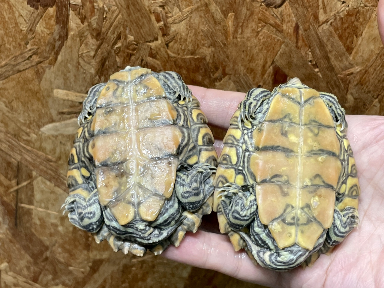 キマダラチズガメ(4)