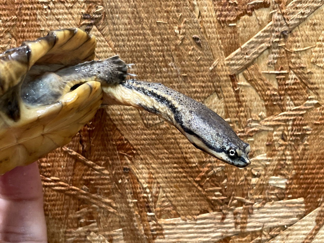 ギザミネヘビクビガメ(7)