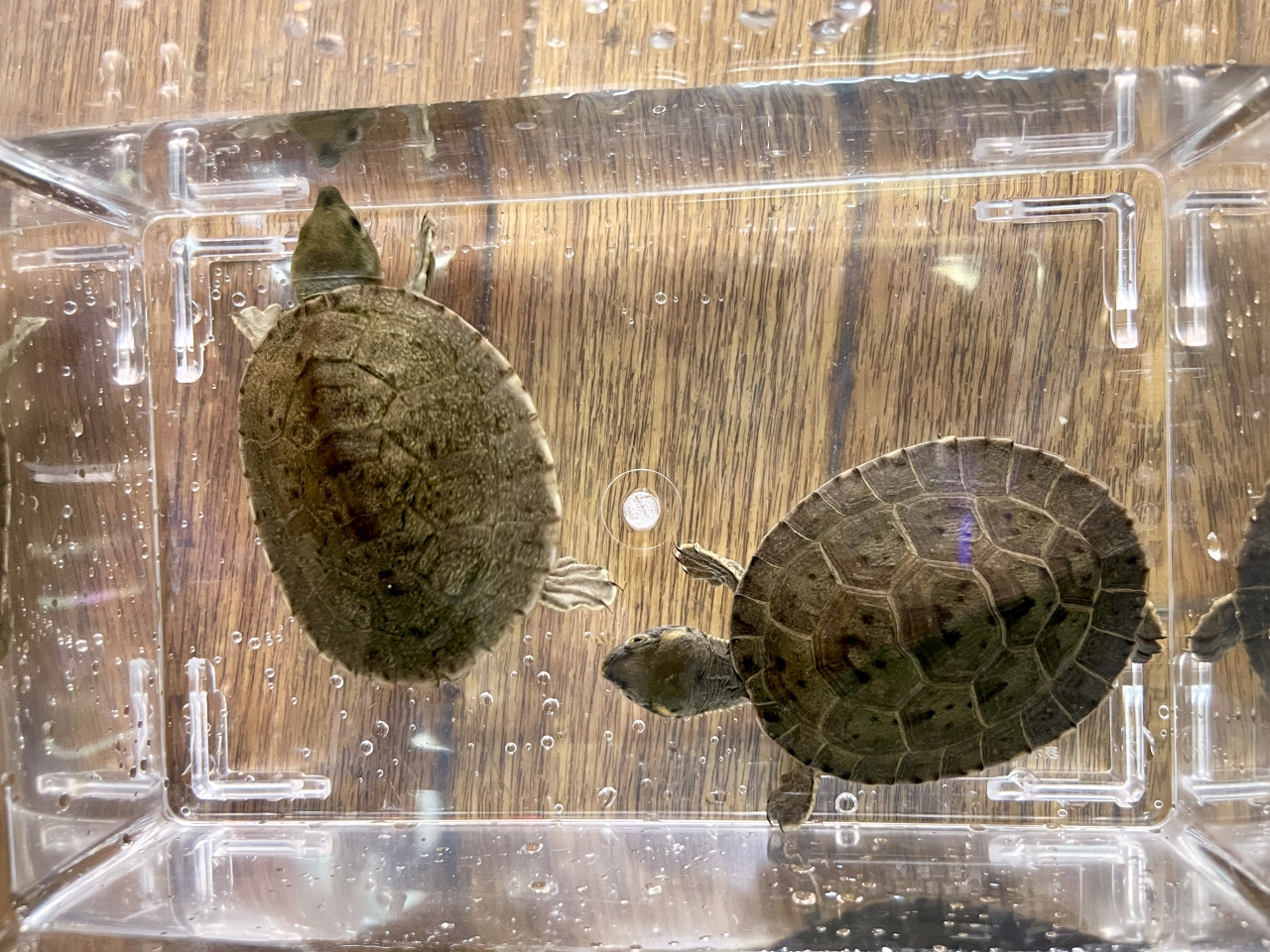 メキシコカワガメ(12)