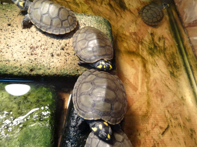 モンキヨコクビガメ(10)