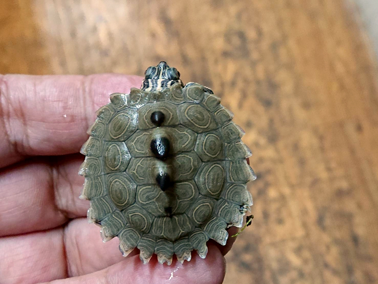 キタクロコブチズガメ(1)