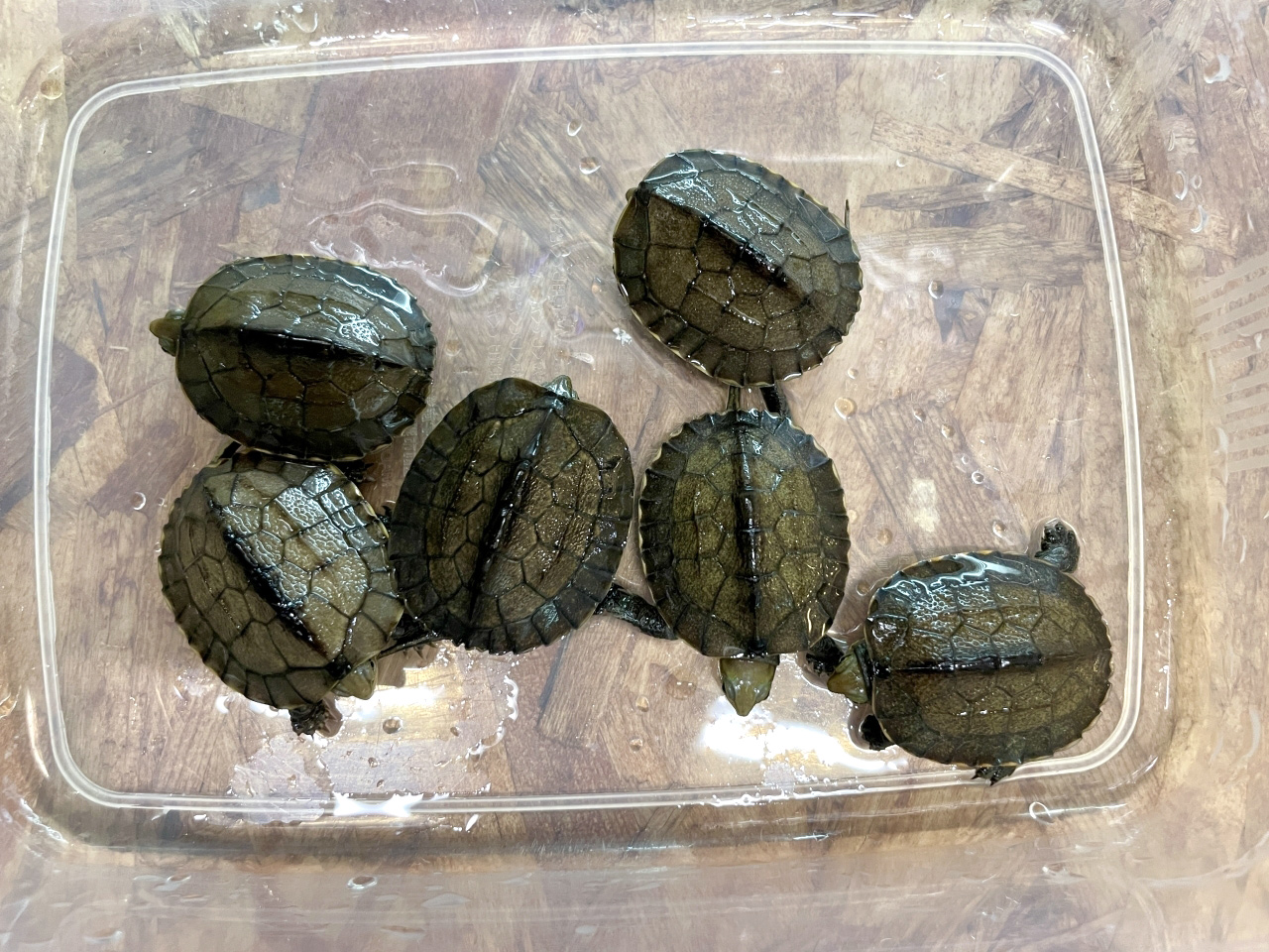 ミナミイシガメ(4)