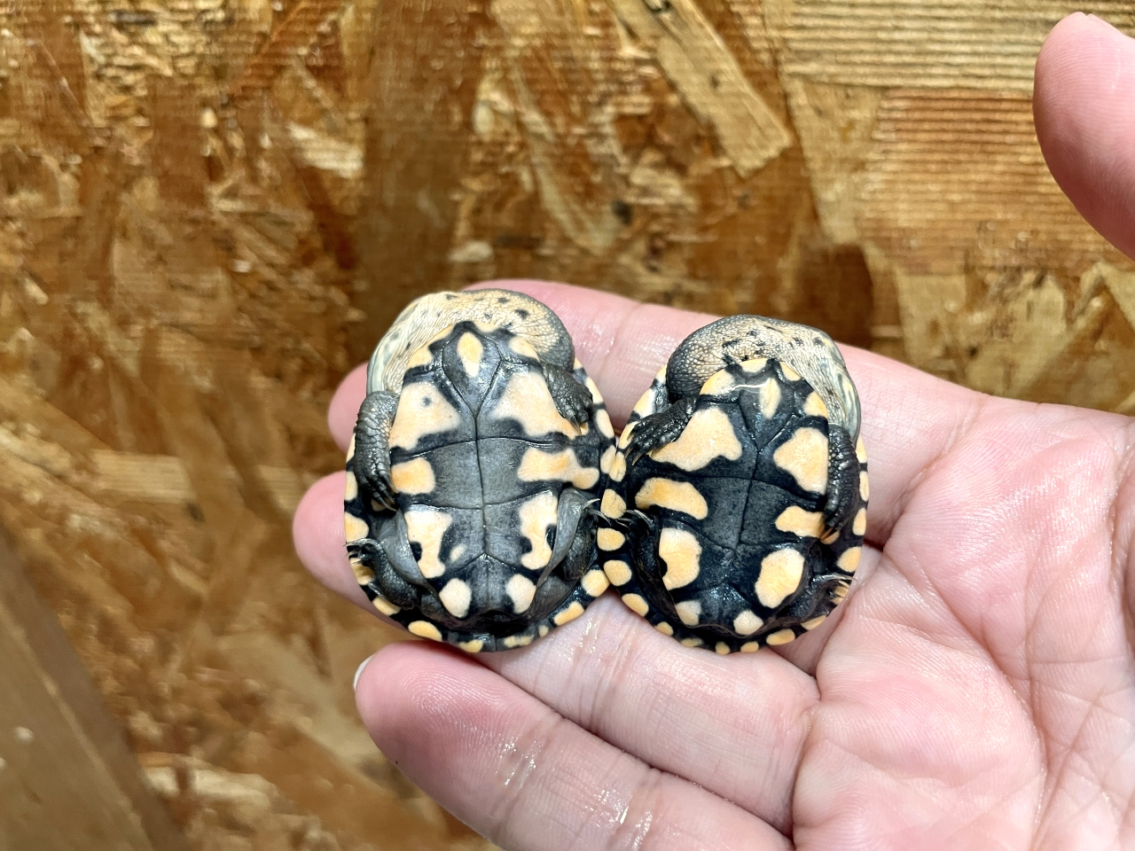 チモールナガクビガメ(7)