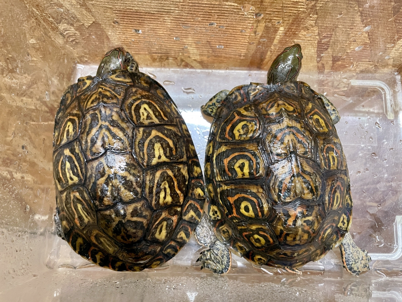 コスタリカアカスジヤマガメ(6)