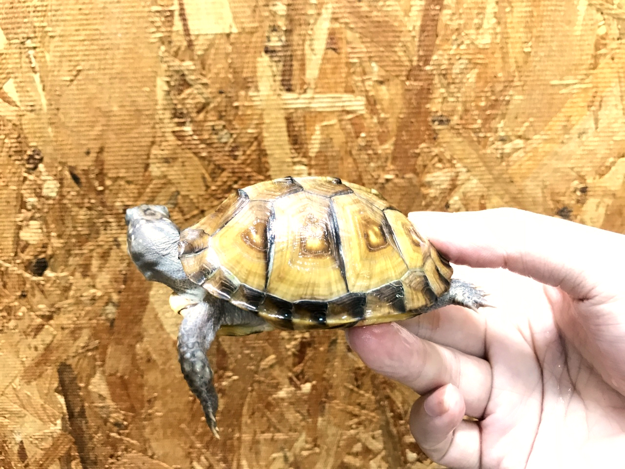 ガルフコーストハコガメ ガルフコーストハコガメ