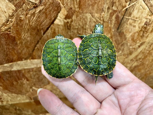 アラバマアカハラガメ