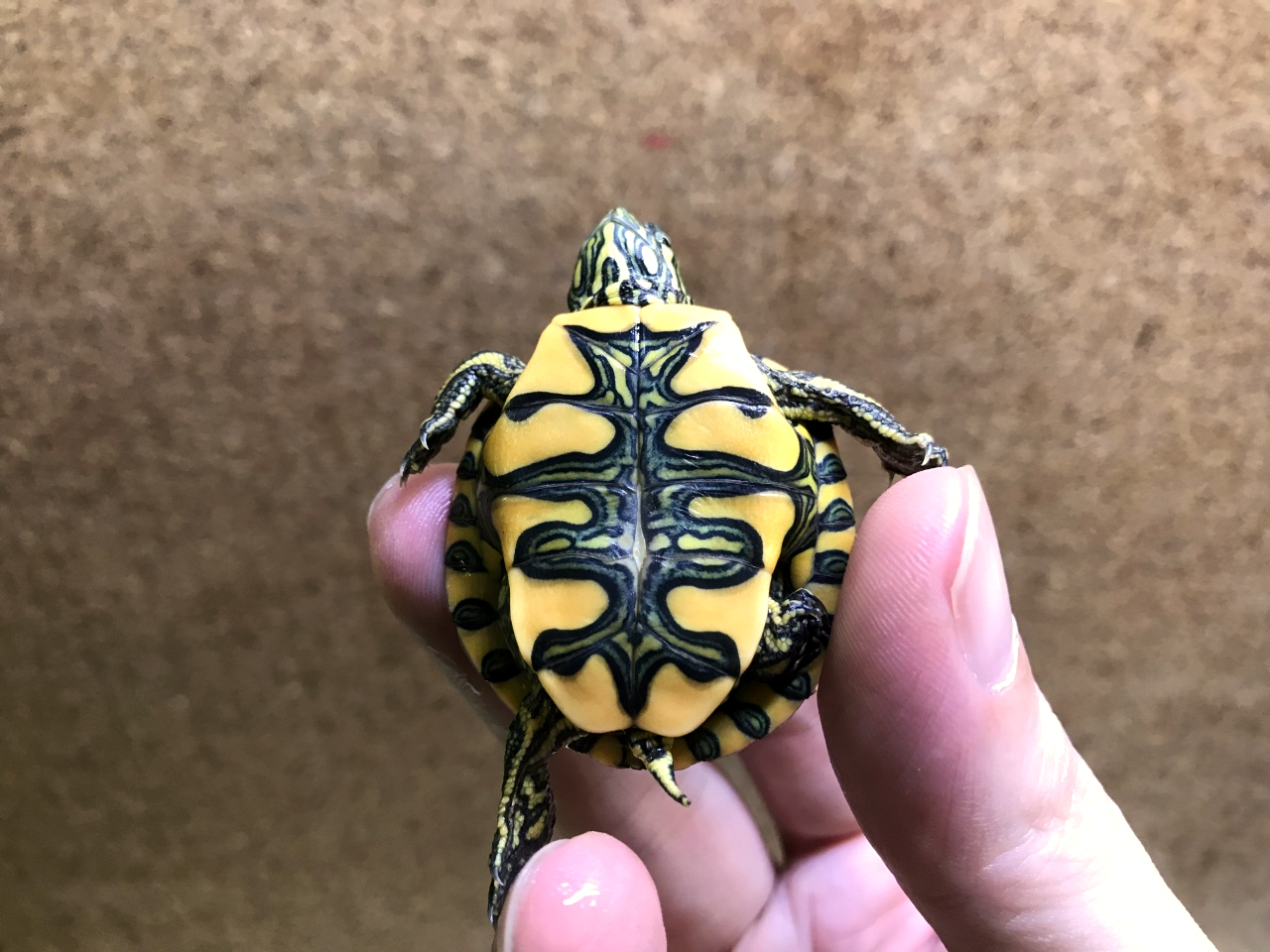 アルゼンチンクジャクガメ(8)