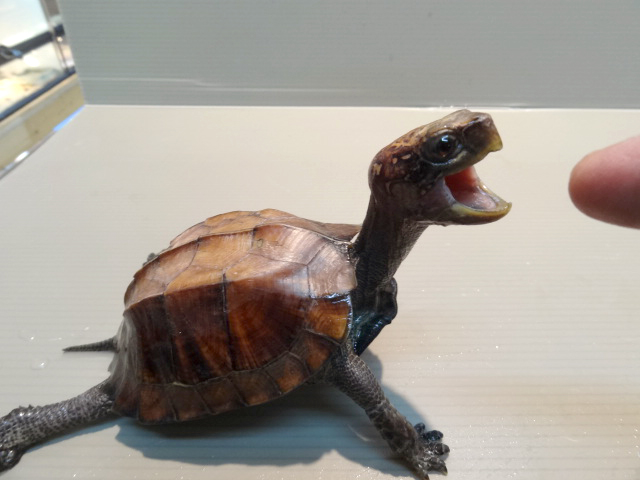 ムオヒラセガメ(9)