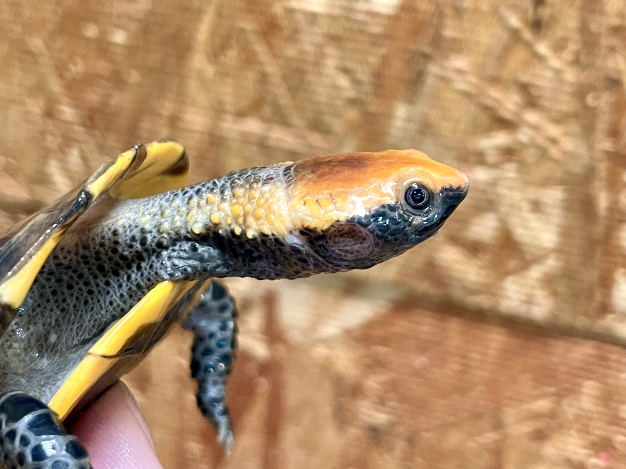 ズアカヒラタヘビクビガメ(3)