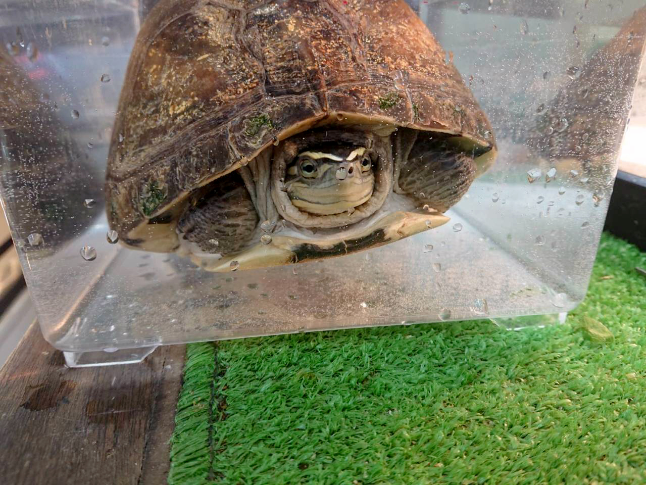 ジャワハコガメ(4)